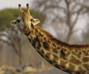 пазл Жираф с некоторыми птицами в его длинной шеей